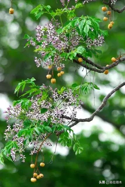 盆栽飞虫怎么杀,盆栽小黑飞虫怎么治