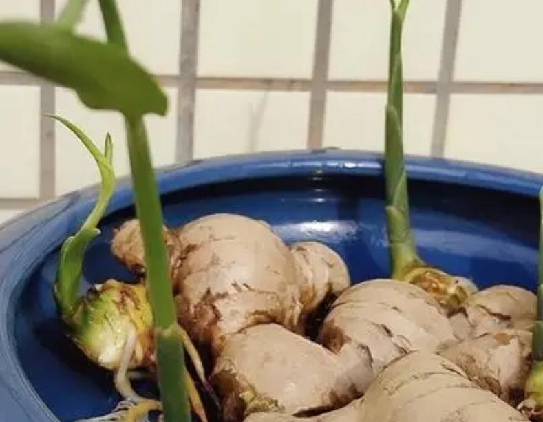 椋熺敤濮滅泦鏍界殑鏂规硶,鐢熷闀挎斁鍦ㄧ泦閲屽張闀垮嚭鏂板