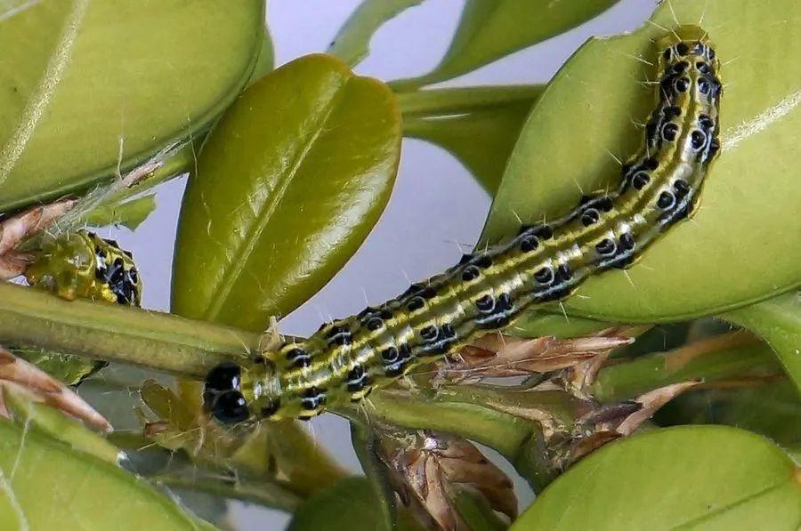 园林植物常见病虫害识别与防治,园林冬季病虫害防治