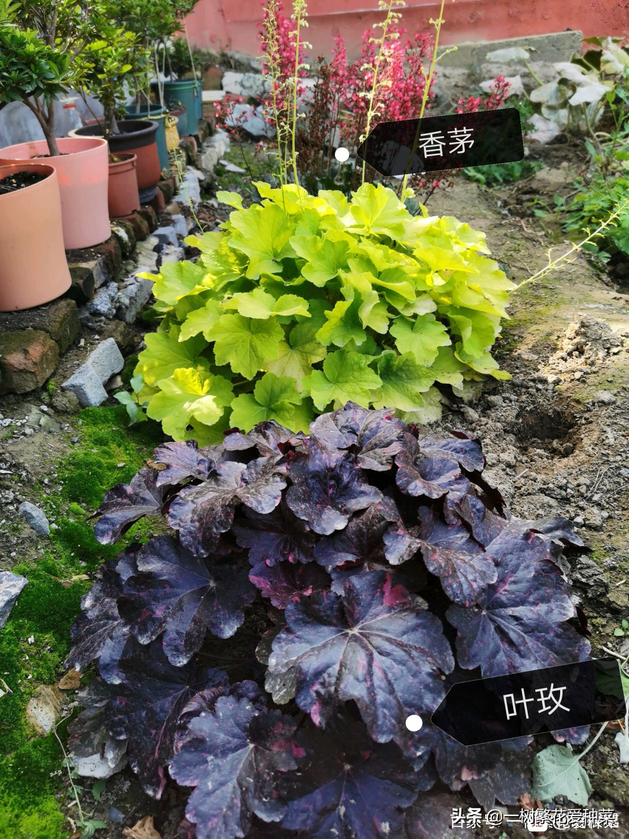 耐寒的植物矾根,矾根什么季节颜色好看