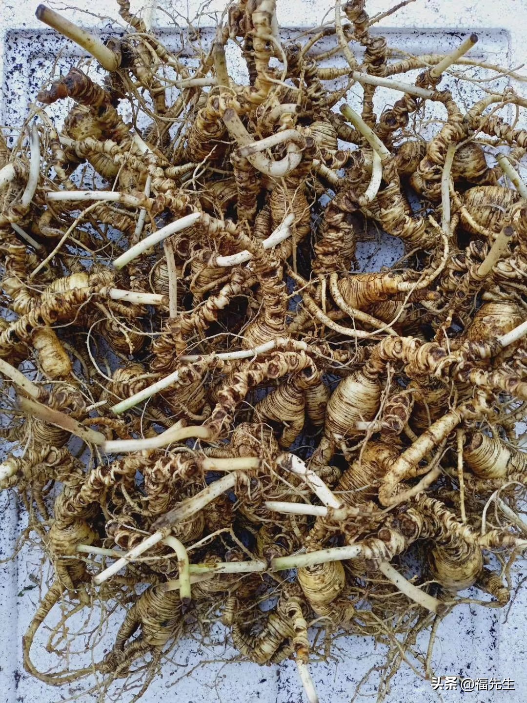 人参冷门常识,解读人参