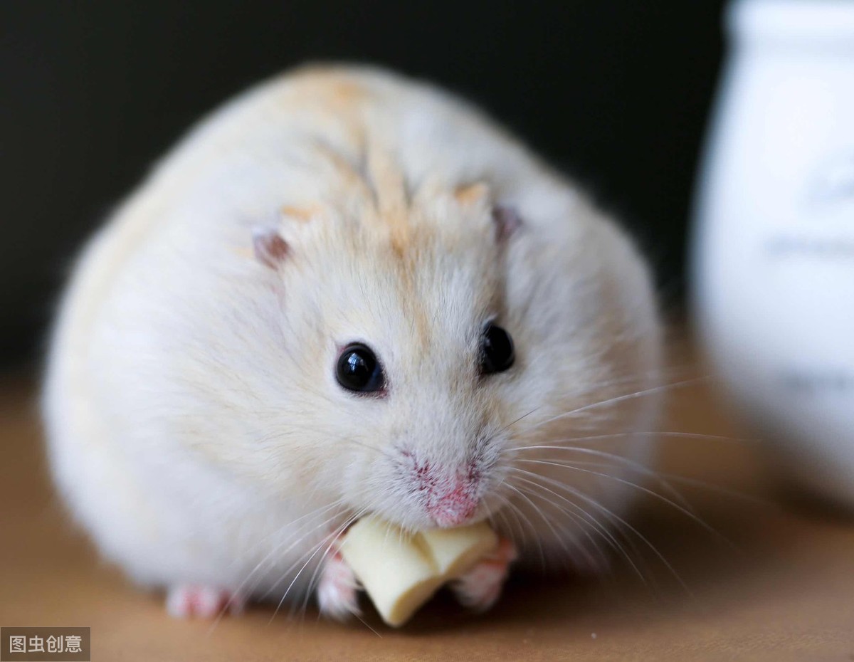 口袋宠物图鉴,口袋宠物中文版