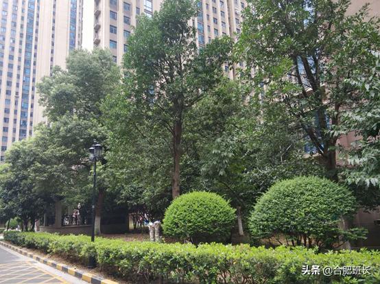 合肥未来十年看滨湖,合肥滨湖区十年变化介绍