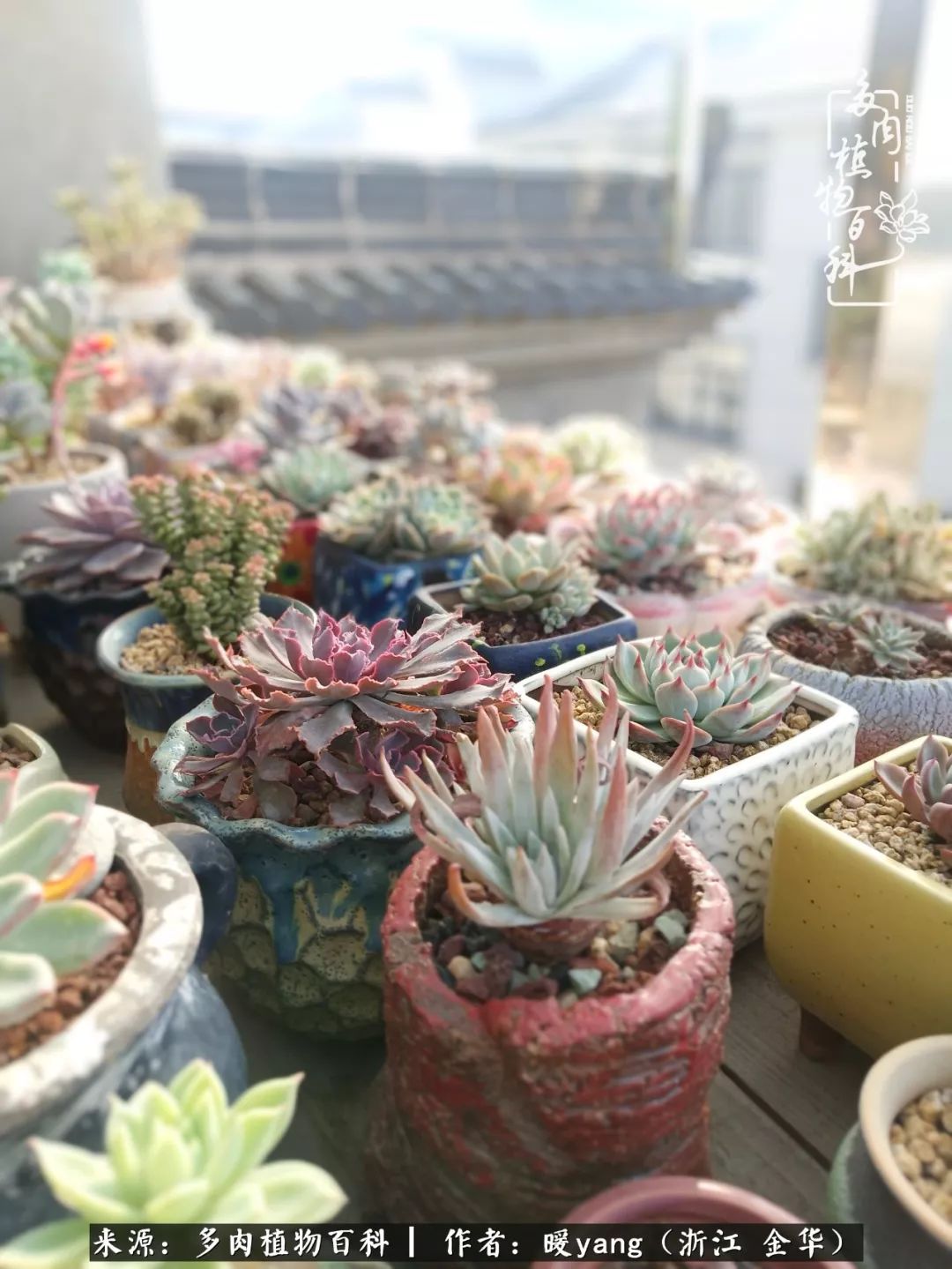 养多肉是业余的纯粹是爱好,每晚7点教您快速入门养多肉