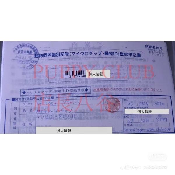 在日本买柴犬有国内这么贵吗,在日本买柴犬全过程