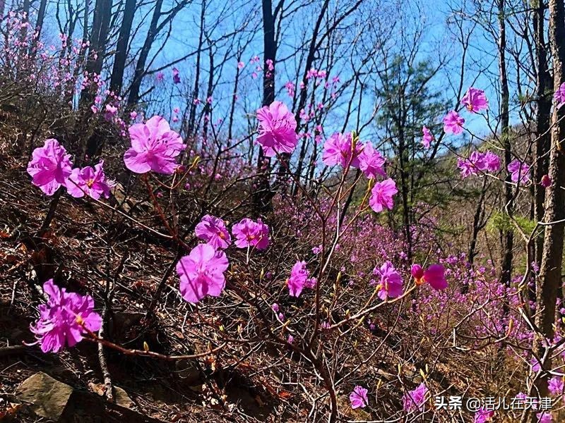 大“疫”灭清，天津2020赏花地图上线！