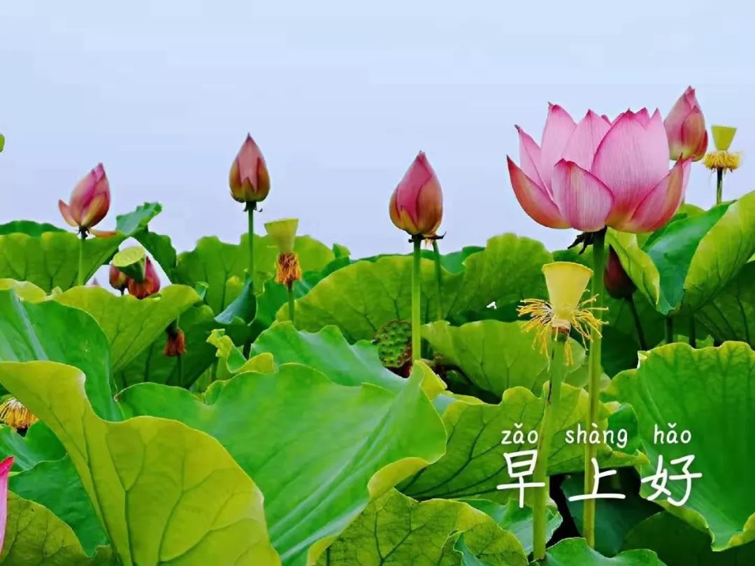 闲看庭前花开花落,漫看天外云卷云舒,让幸福指数蹭蹭上扬