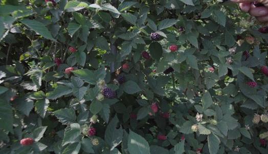 黑莓种植技术视频大全,大棚栽培美国黑莓技术