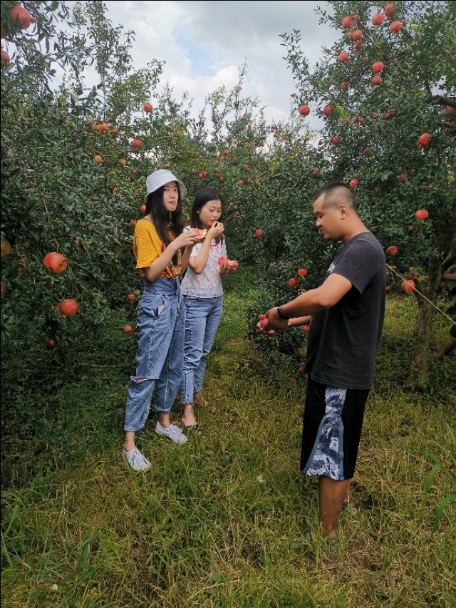 云南建水酸石榴皮薄多汁,建水县老树酸甜石榴