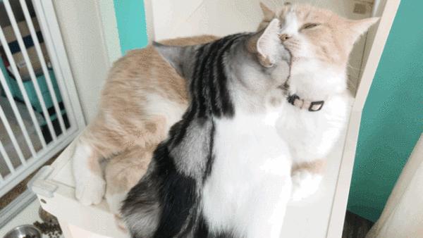 猫：这辈子亲过最狠的嘴…都看见嗓子眼儿了