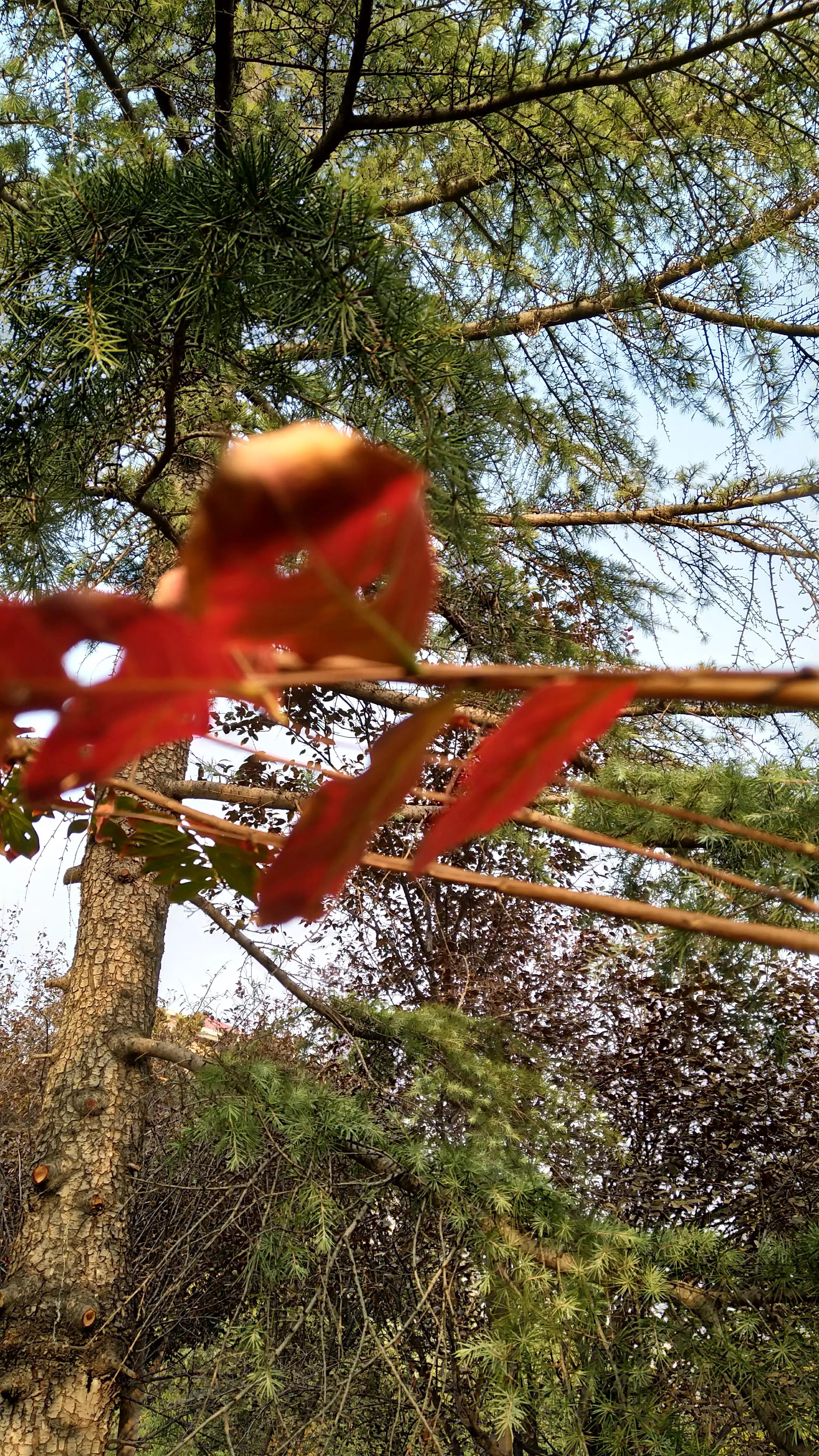 春天的红叶李花,红叶李的花