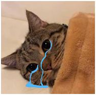 从娃娃抓起：“邦泰•大渡河府杯”乐山第三届幼儿足球联赛来了