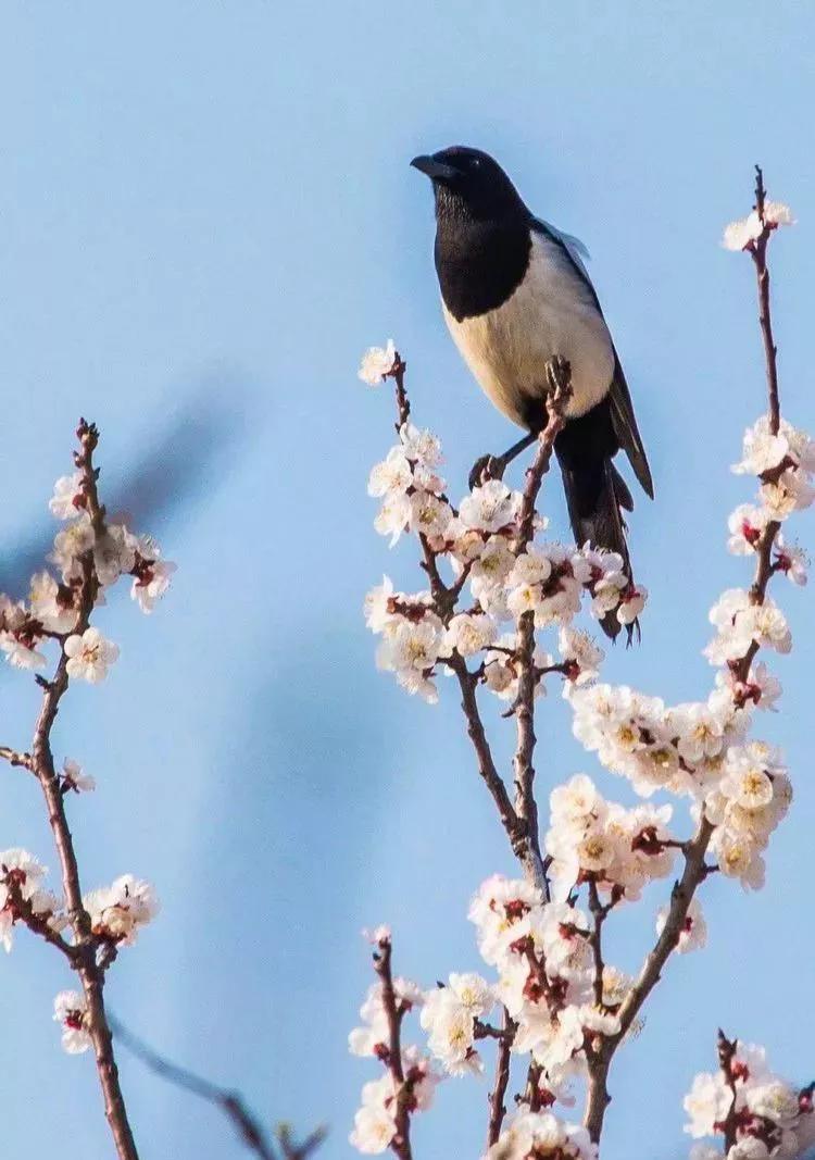 百年古杏林，似苍龙腾越，似雄鹰展翅，笔者带你走入这醉美的地方
