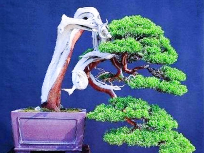 柏树桩盆景的造型,柏树舍利杆与枝条怎么完美过渡