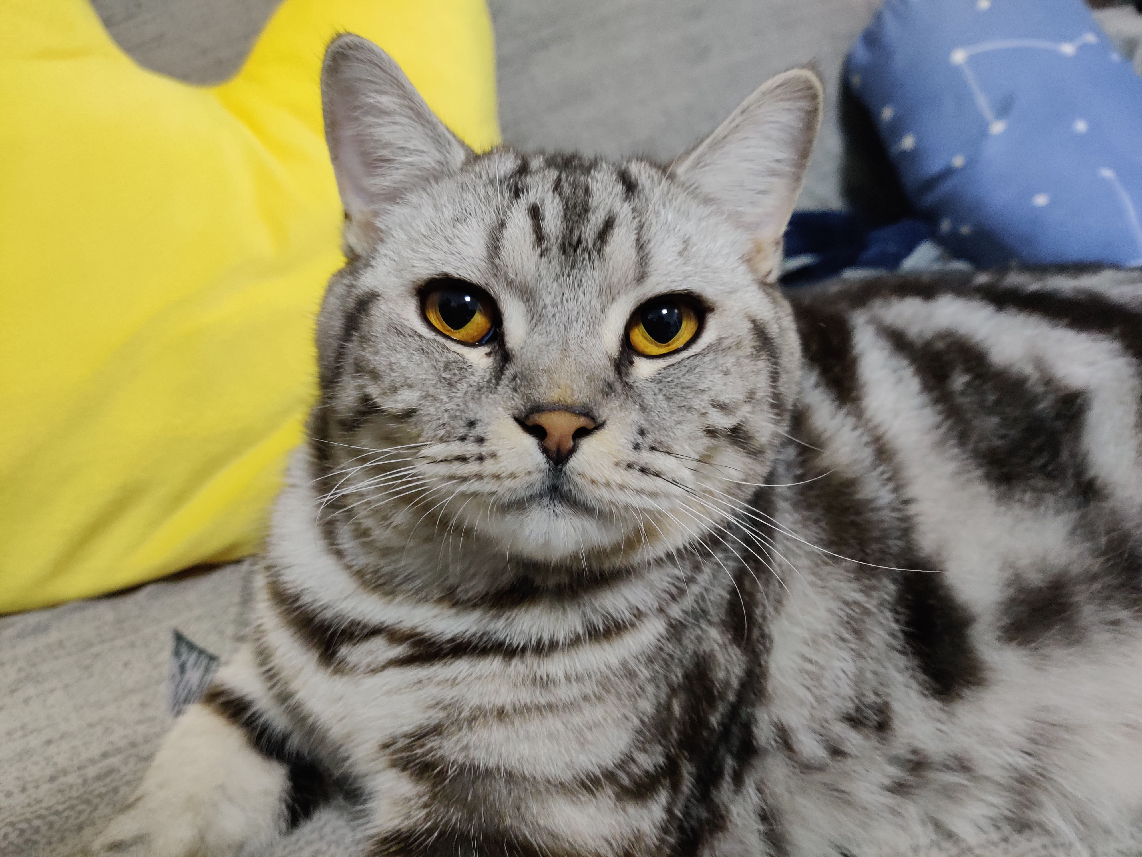 怎么快速走出失去宠物的阴影,如何走出失去爱宠的痛苦