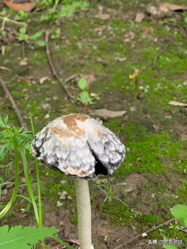 魔鞋与普通鞋有什么区别,魔鞋是什么鞋