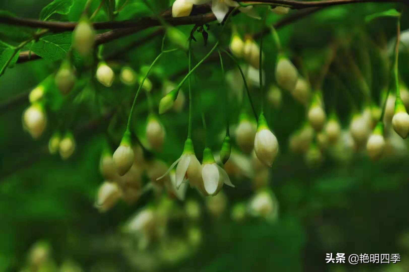 河南平顶山画眉谷——画眉声声谷愈静,流水淙淙山更幽