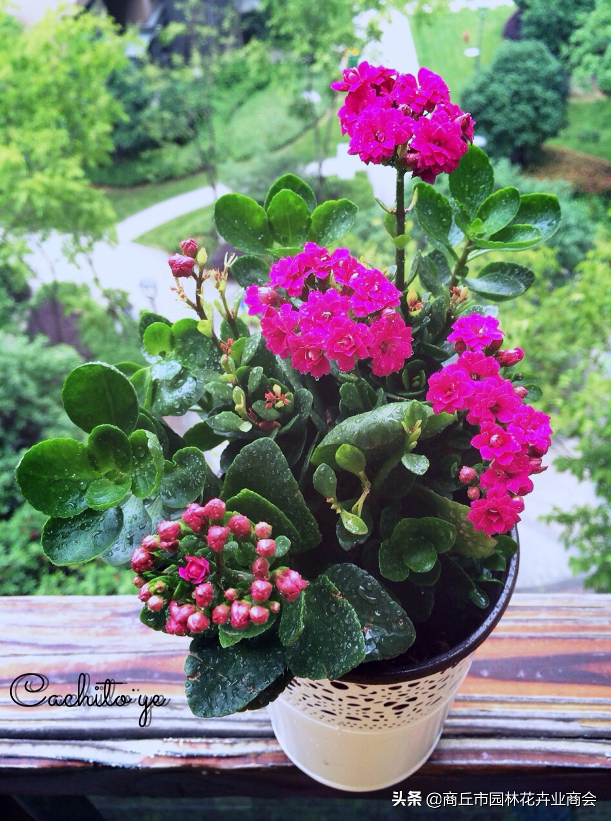 稻壳灰有什么好处,稻壳灰的作用及使用方法