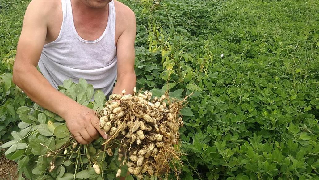 钙肥用了没效果该如何正确补钙,钙肥施用小知识