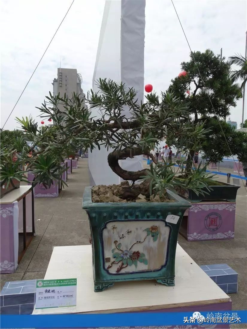 罗汉松盆景开运招财，非其莫属！清风雅韵，当之无愧！