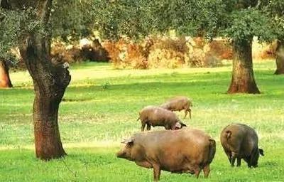 美食旅行|西班牙火腿