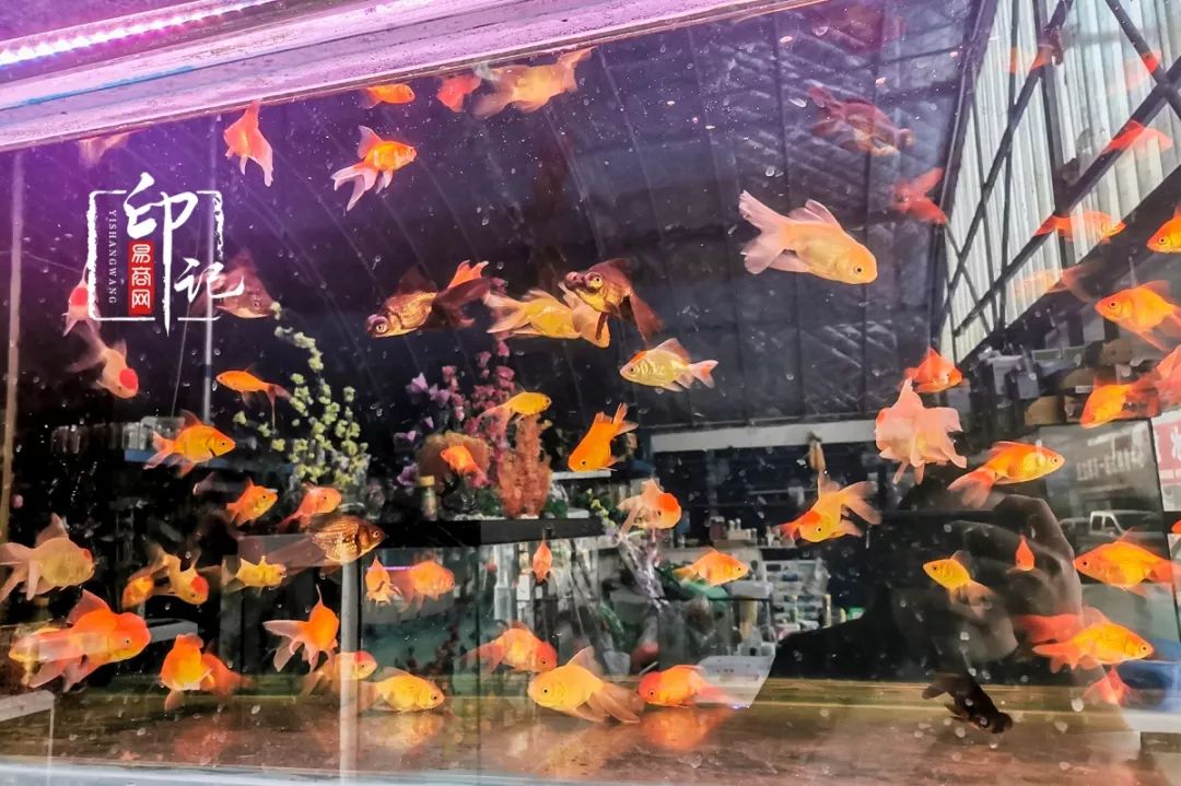 商丘花鸟批发基地,商丘花鸟市场地址