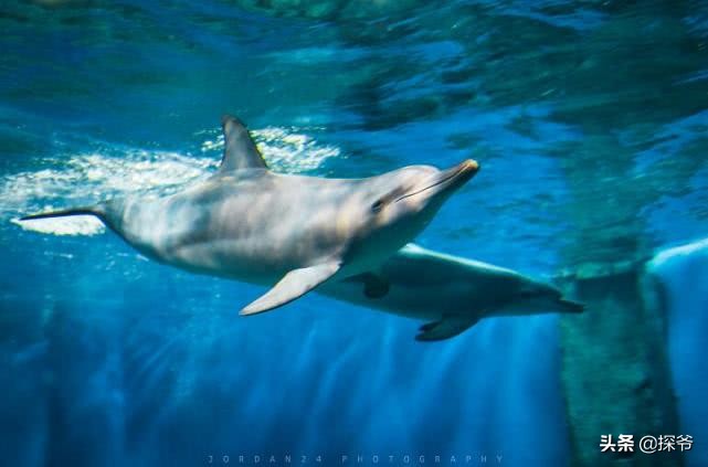 重庆某海洋公园半夜现神秘“驴叫”竟然是企鹅在叫