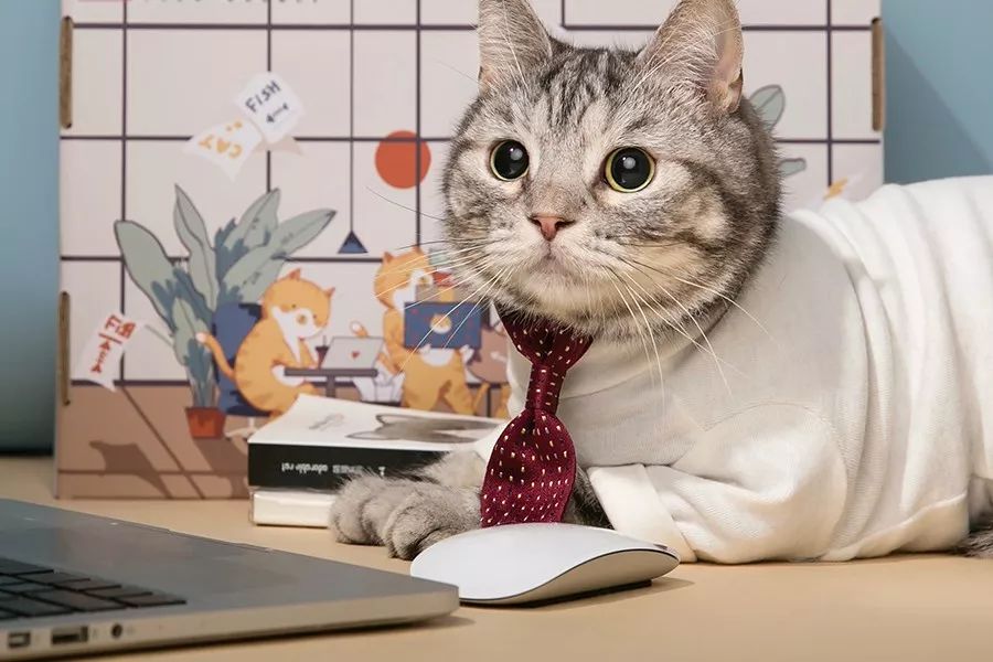 养猫可以治愈抑郁症吗,养猫真的能改善抑郁症吗