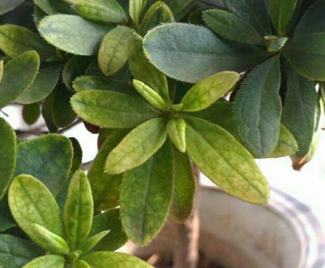 植物黄叶就用它调理,植物黄叶用什么挽救