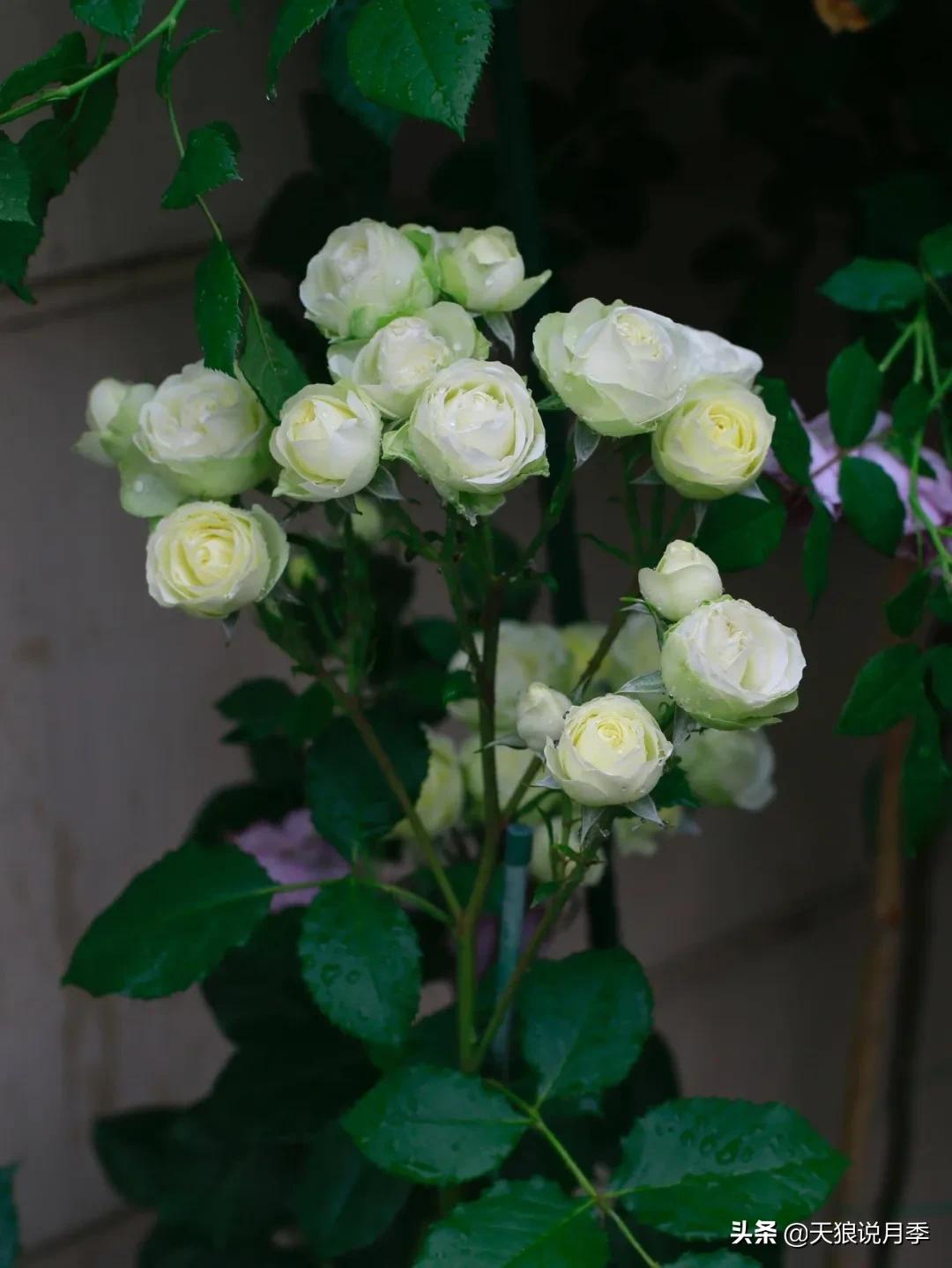 圆滚滚的绣球，瀑布般的花墙，这届花友也太会种花了吧