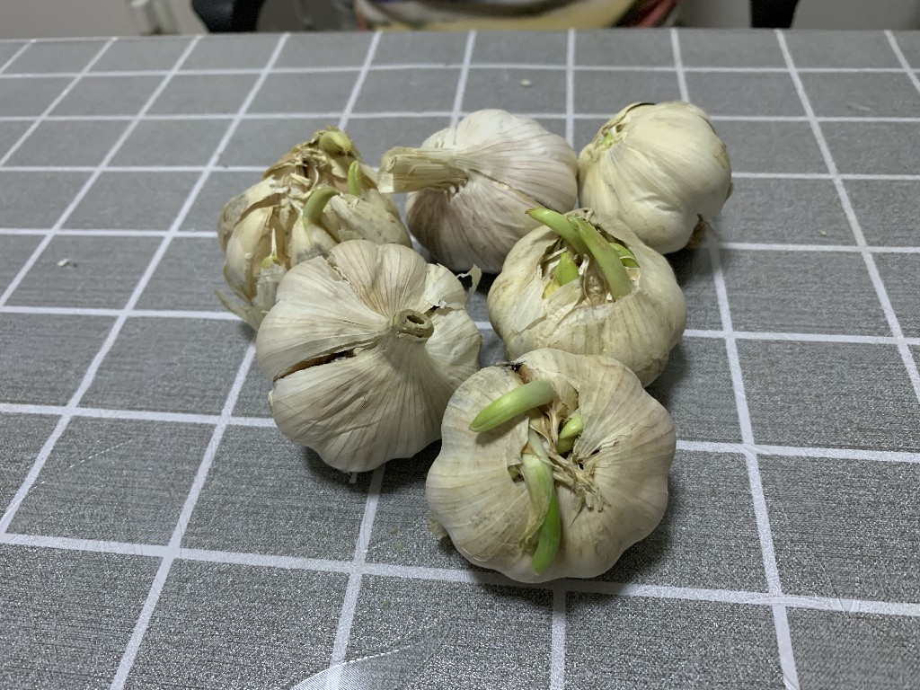 大蒜怎么保存不发芽妙招,大蒜冬天出芽怎么办