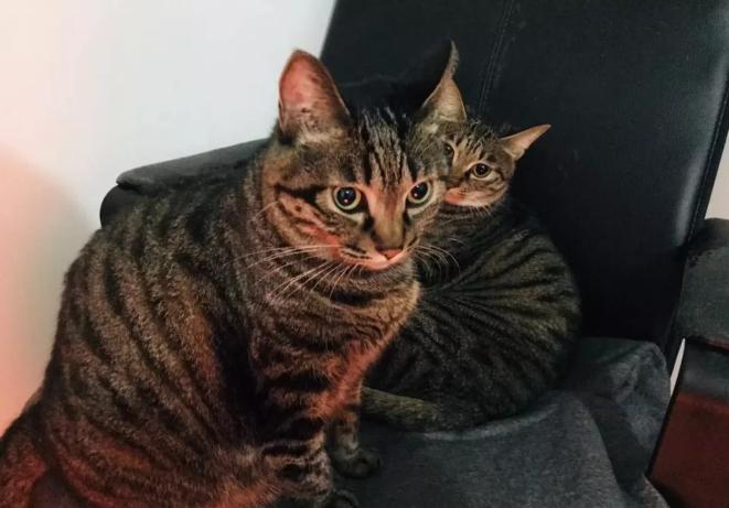 猫咪太聪明严重影响铲屎官脱单啊,猫咪所有的活力都留给了铲屎官