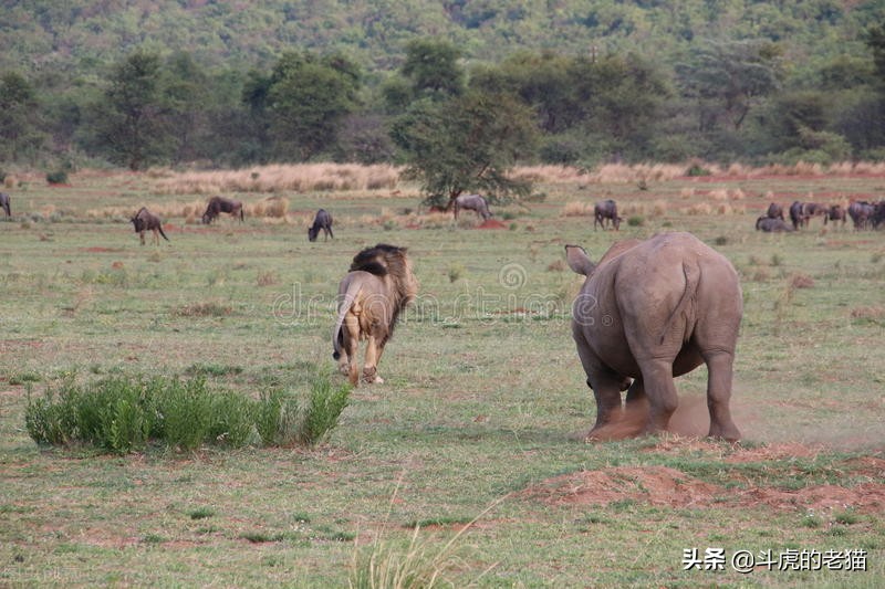 草原上10头狮子猎杀野牛场面激烈,野牛为什么敢顶狮子却打不赢鬣狗