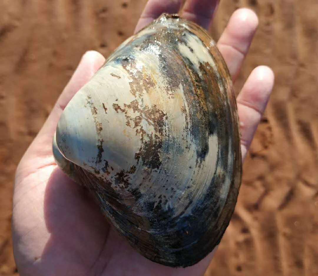 加拿大地图爱德华王子岛,加拿大的爱德华王子岛