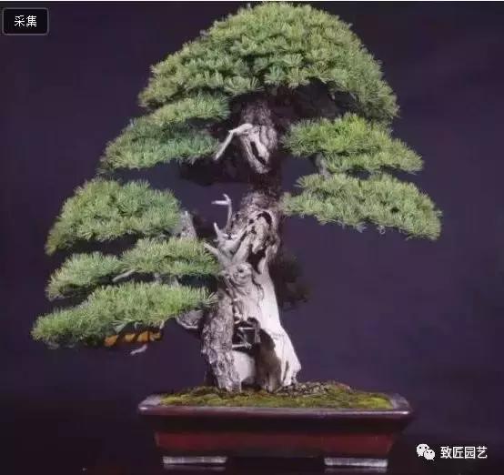 九款罕见名贵盆景懂行一眼就看上 (全世界最贵的100棵真柏盆景)