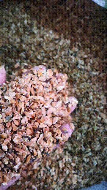 红油香椿芽苗菜种植,怎样种香椿芽苗菜