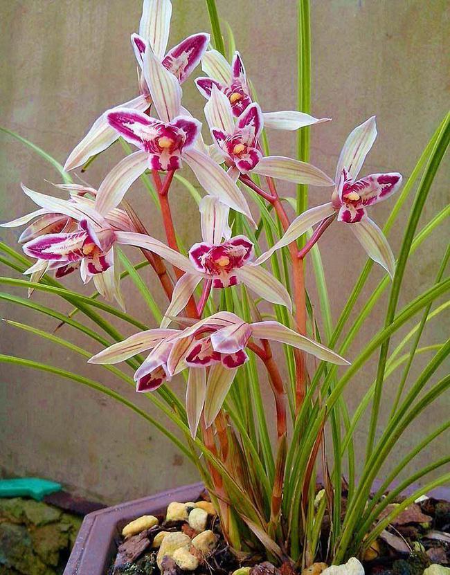 他出资78万元购买了一棵蝶花，一年后发现是普花，无奈诉诸法院