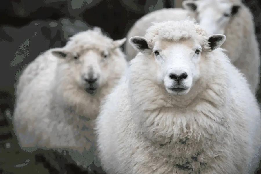 绵羊油适合的肤质,倾慕小铺澳洲绵羊油水润滋养