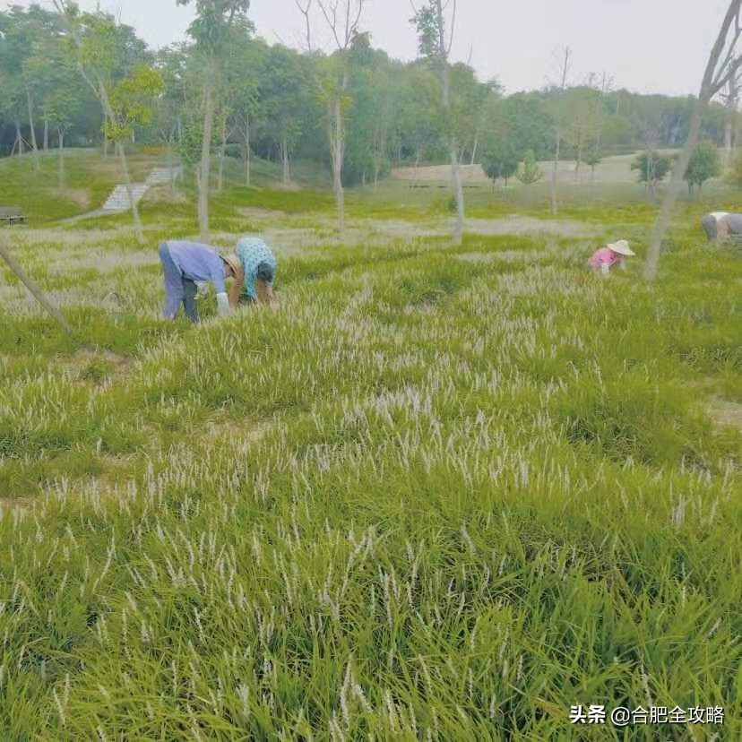合肥有哪些好玩的地方值得一去,合肥最值得旅游的地方