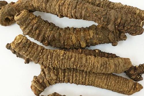 独活与羌活的植物区别图片,羌活属植物都有什么