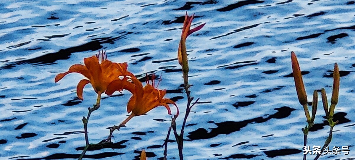 《太平广记》志怪故事：猿夫人的袁氏物语