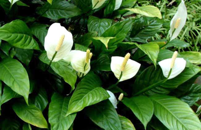 一帆风顺叶尖发黄？掌握5个小技巧，叶片翠绿，花苞蹭蹭窜