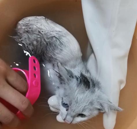 一个月的小猫被粘鼠板粘住了,猫粘鼠板救流浪猫