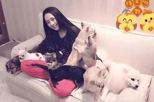 哪些明星养猫最好养,盘点明星们养的宠物