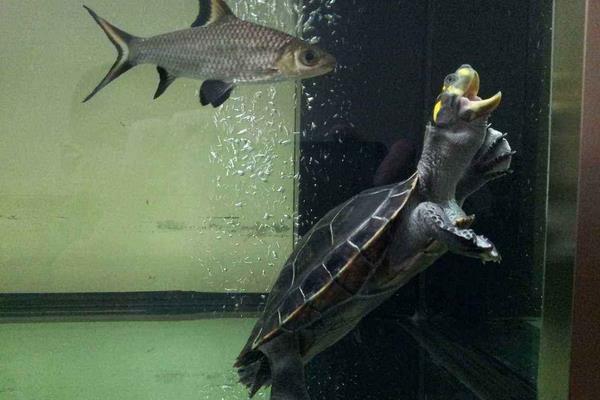 水族箱养鱼龟混养造景,热带鱼混养龟最佳搭配