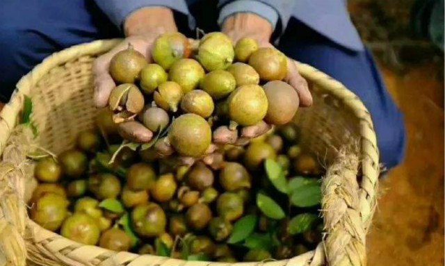 为什么西方都爱吃橄榄油,为什么东方橄榄油比较好