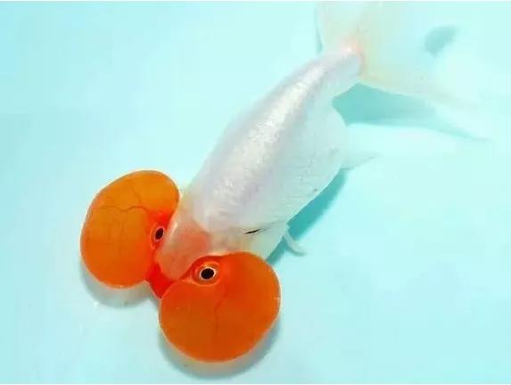 只需20秒让你眼睛永久变大,简单四步让你放大双眼