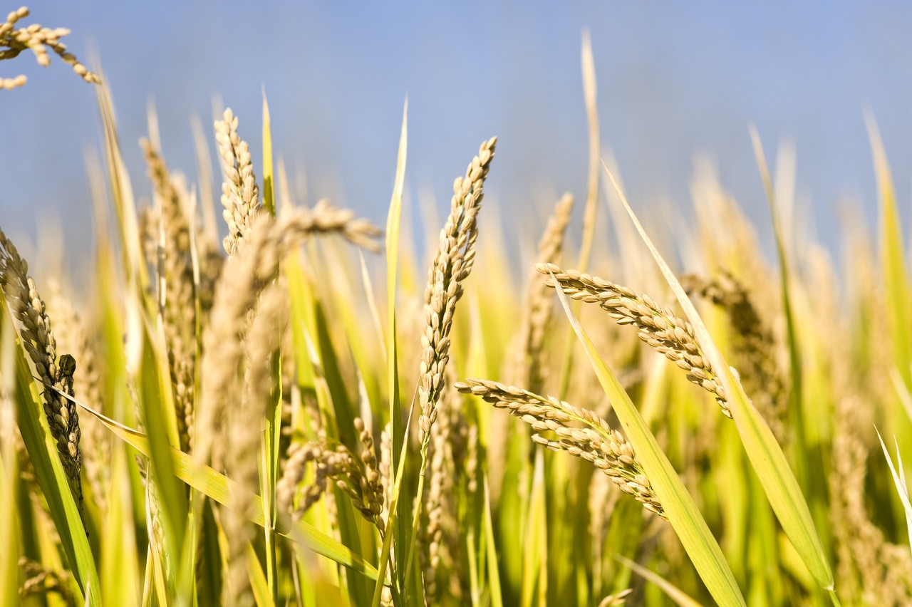 水稻产量低怎么还没蔬菜贵,水稻增产不增收