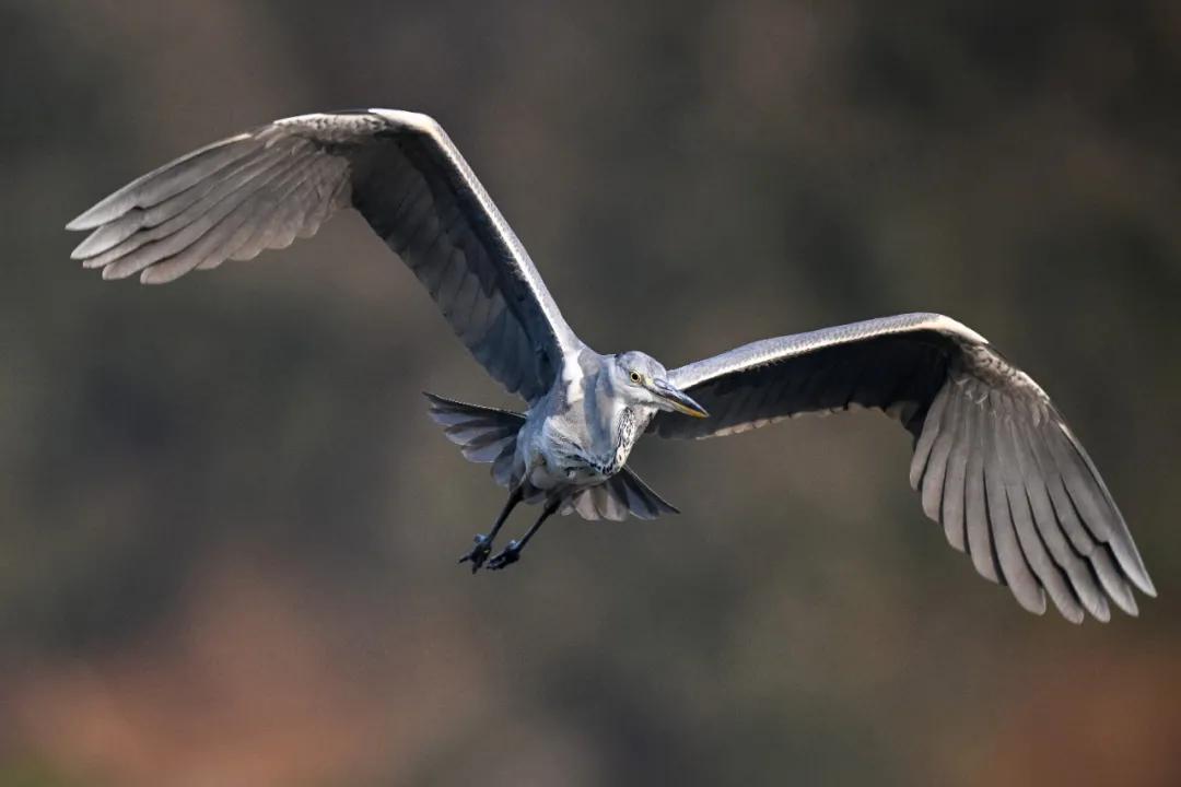 尼康无反相机z9价格,无机械快门相机