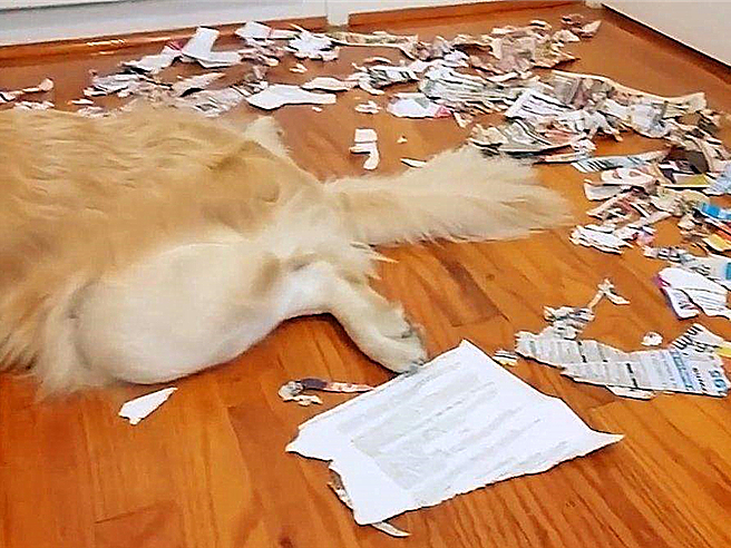 宠物狗为什么学狼叫呢,狗狗经常学狼叫是什么原因